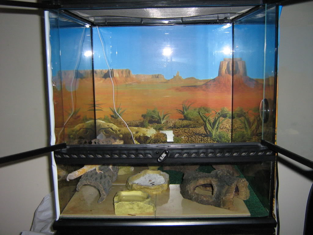 MoreGeckos022.jpg