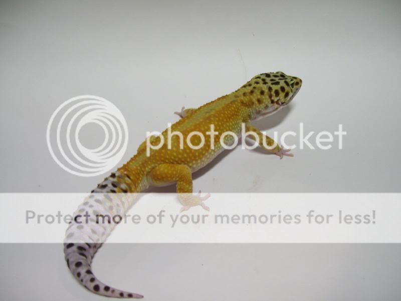 GeckosJanuary11047.jpg