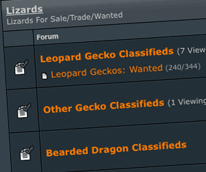 www.geckotime.com
