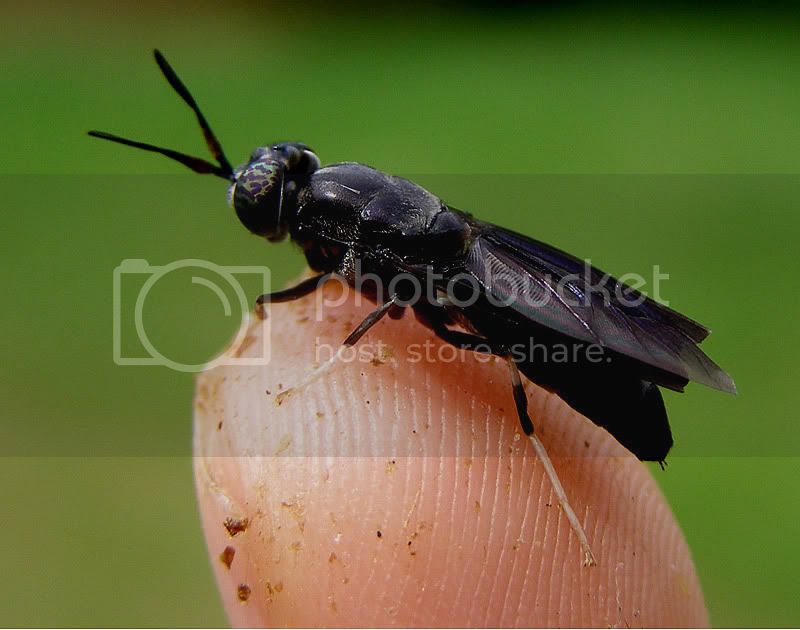 blacksoldierfly.jpg