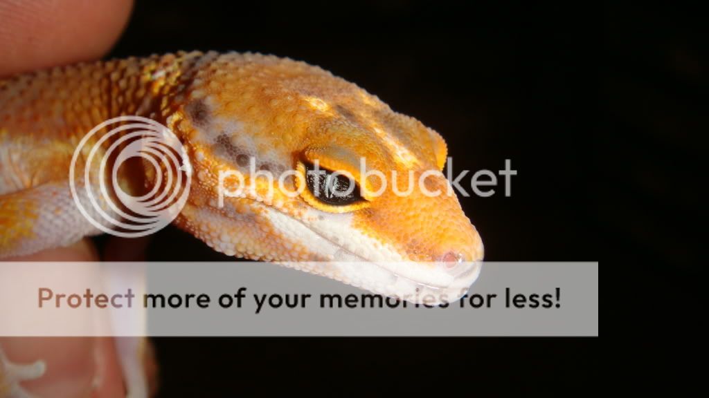 BH622eye.jpg