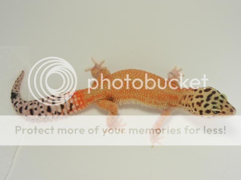 GeckosAugust2011017.jpg