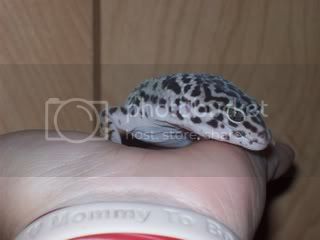 geckos4054.jpg