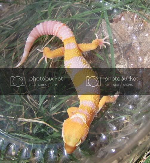 geckos009-1.jpg