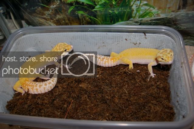 richardsgeckomating001.jpg