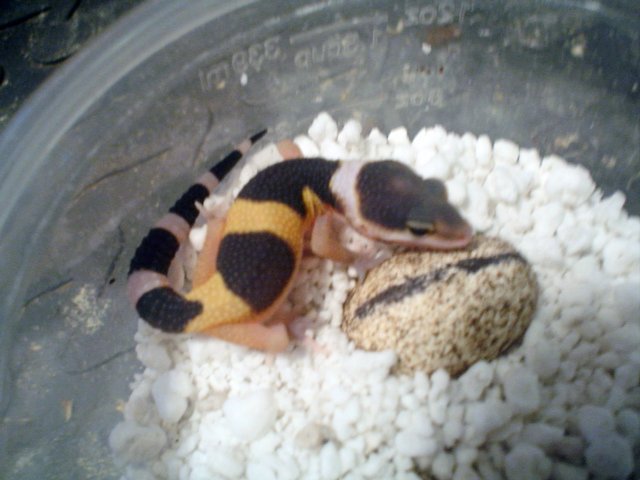geckobabyk1h1b1p1.jpg