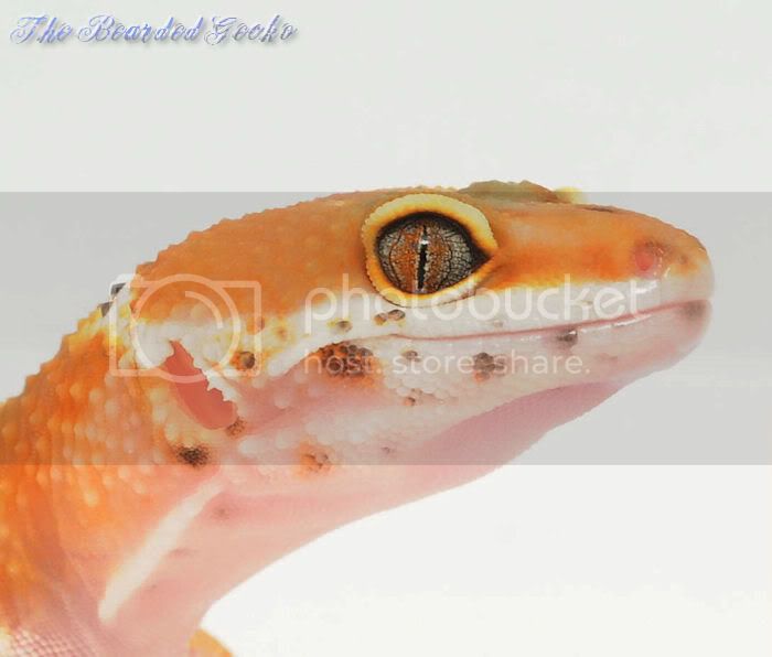 redeyetang3.jpg