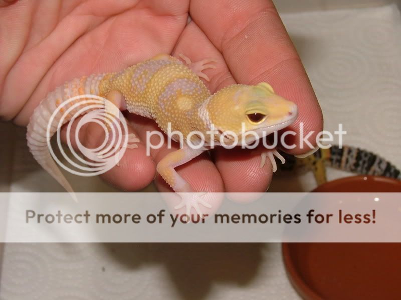 Gecko024.jpg