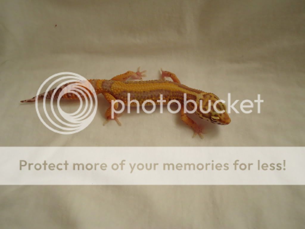 DSC00677.jpg