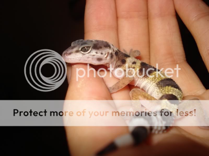 gecko087.jpg