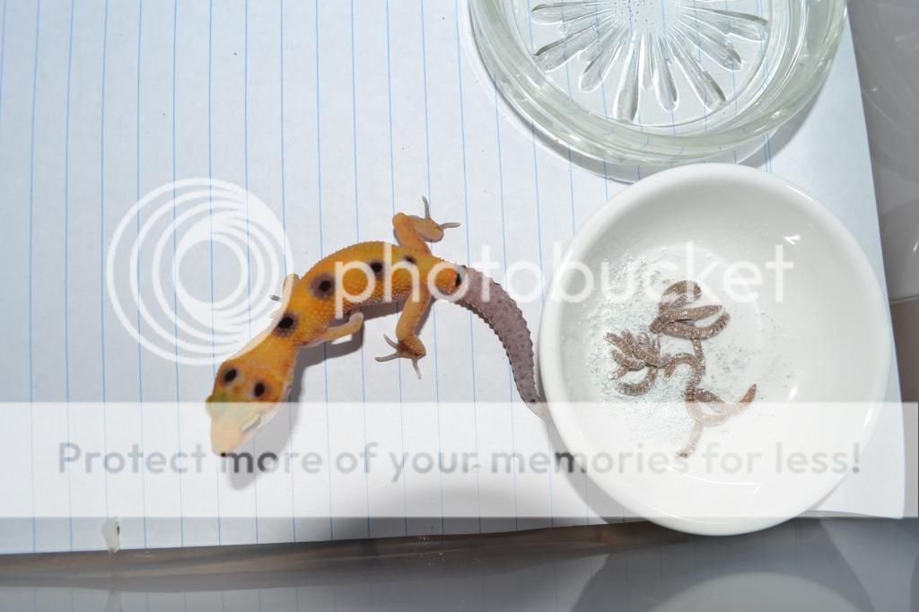 DSC_0047_zps355440df.jpg