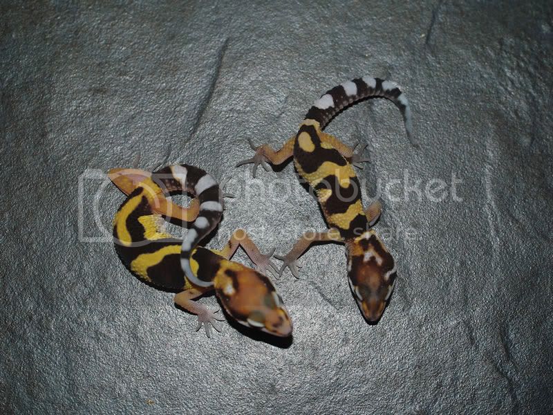 HalloweenmaskxAfghanicus.jpg
