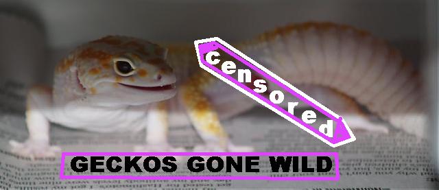 geckogone.jpg
