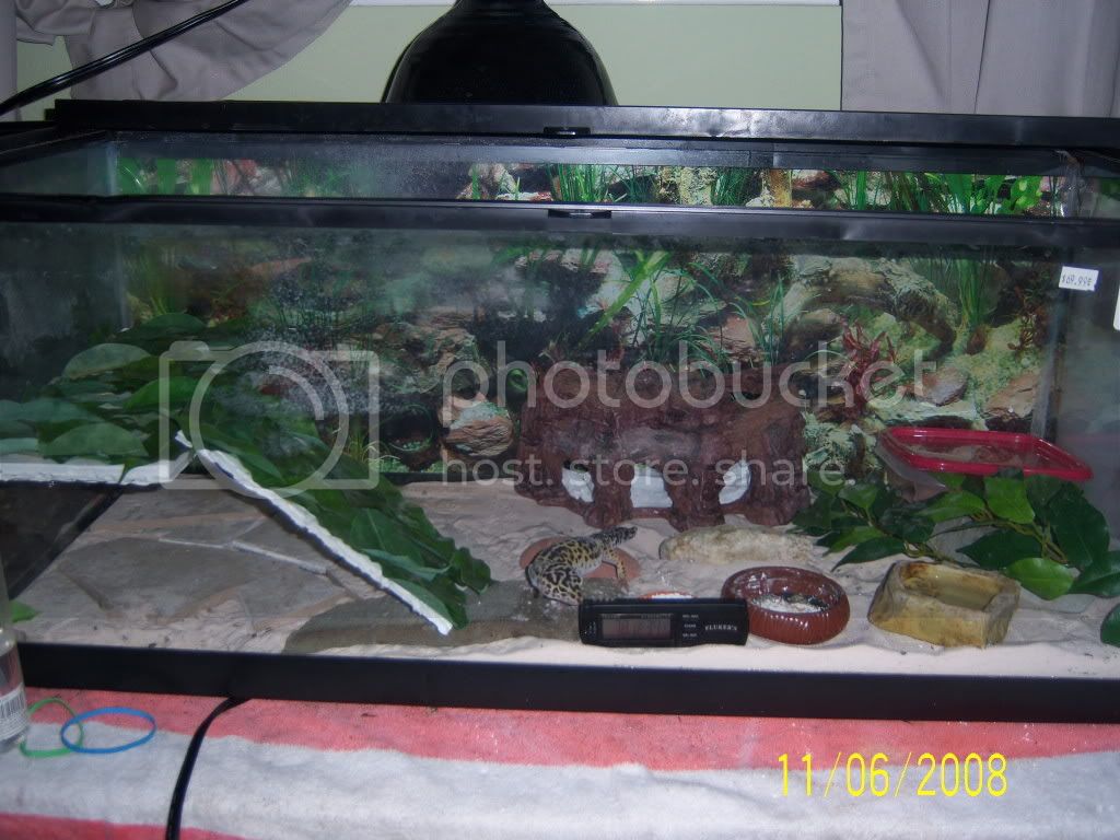 Leopardgecko012.jpg