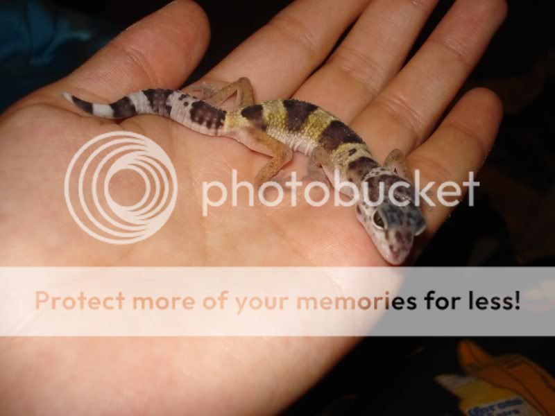 gecko089.jpg