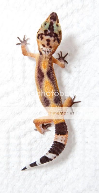 lizard_8.jpg