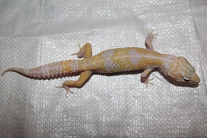 244-mack-snow-albino-tremper_Default.jpg