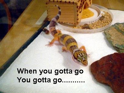 geckogottago.jpg