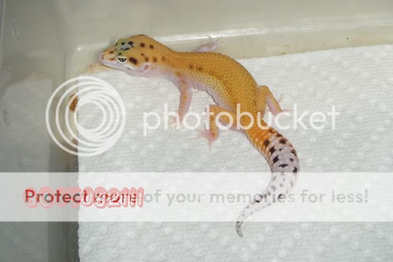 DSCF1198.jpg