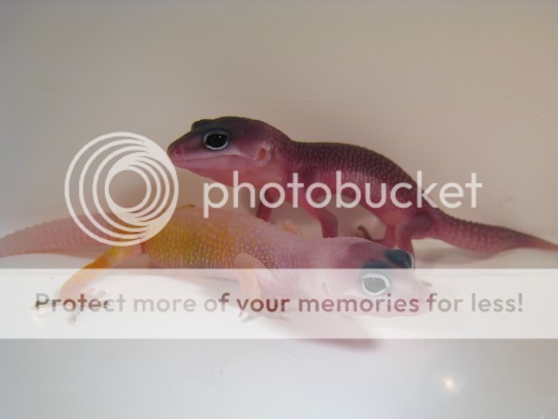 03-07-09-0903010024.jpg