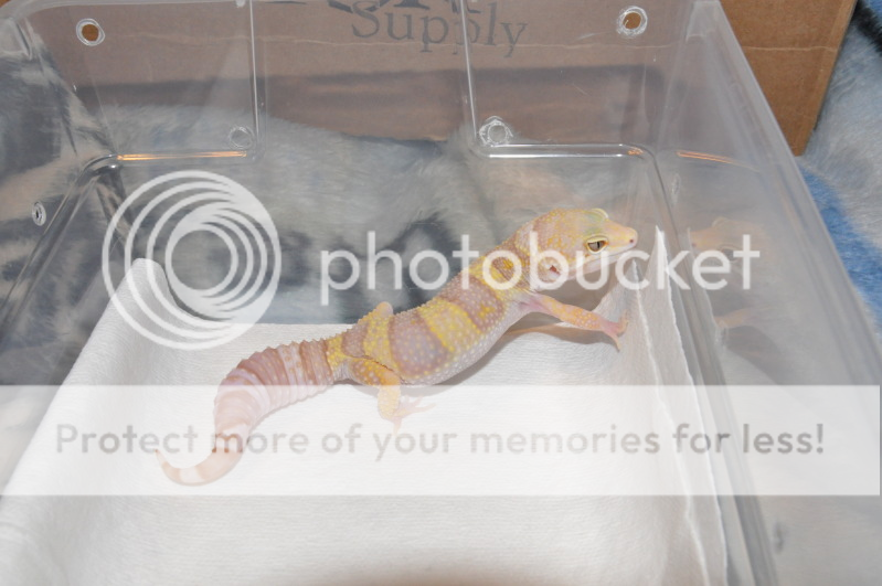 IMG_0545_zps2d2bdbb7.png