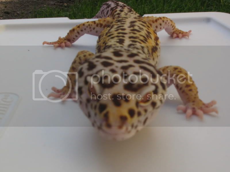 GeckosNov2009110.jpg