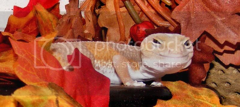 Maize4.jpg