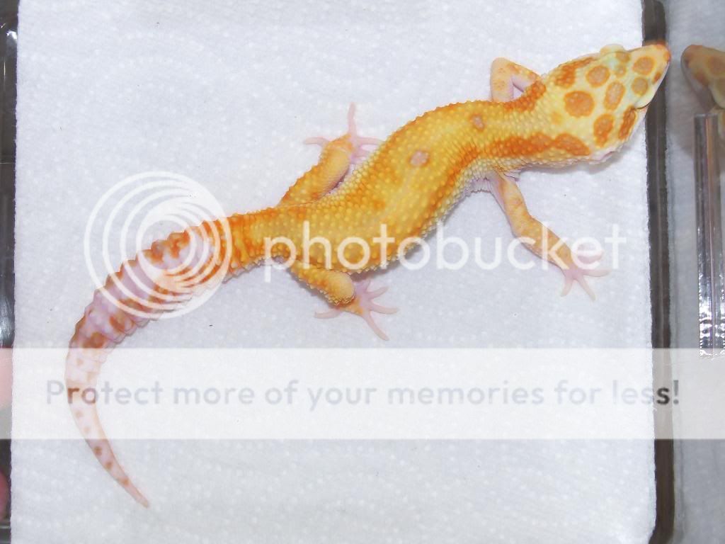 100_1131.jpg