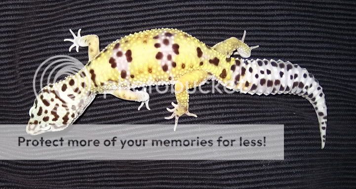 geckos009.jpg