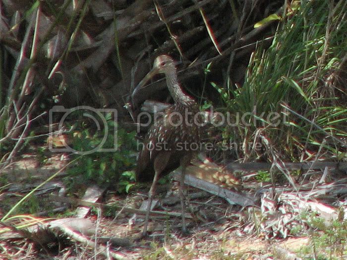 limpkin1.jpg