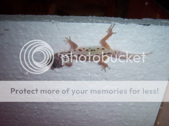 100_1456.jpg