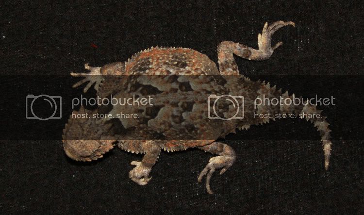 Krtchen-001.jpg