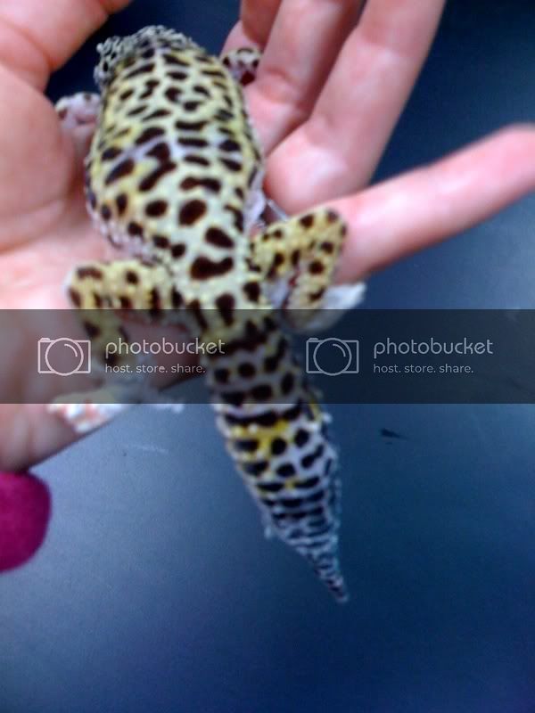 gecko1.jpg
