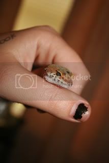 geckos047.jpg