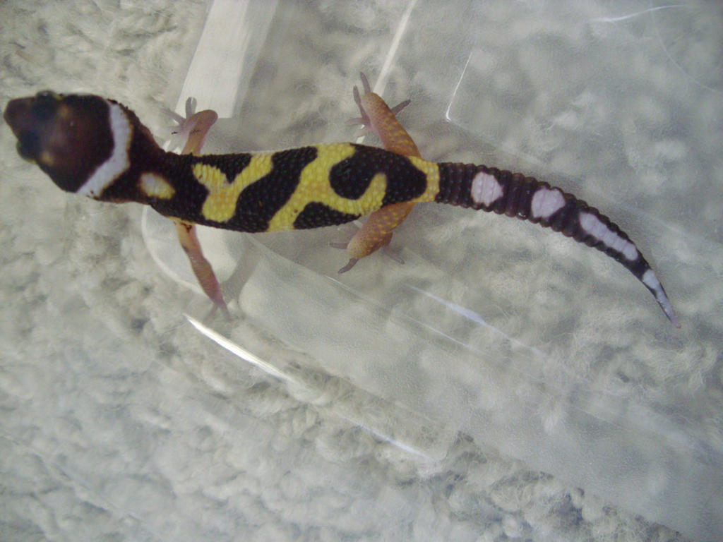 bronx_hatchling_by_fuzzybuttbunny-d662qbq.jpg