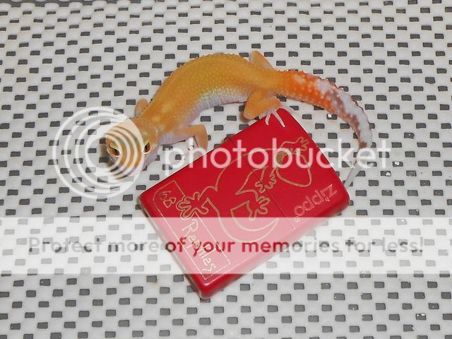 DSCN0707.jpg