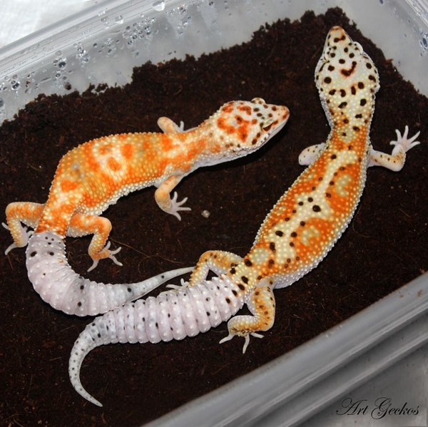 www.geckotime.com
