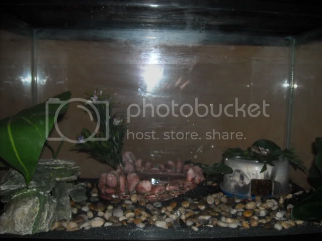 geckocage.jpg