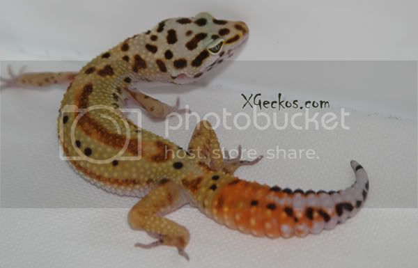 IMG_4374nievesrs.jpg