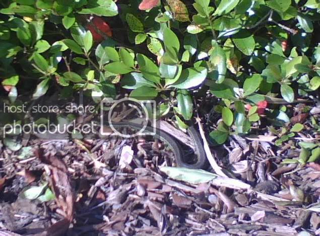 gartersnake.jpg