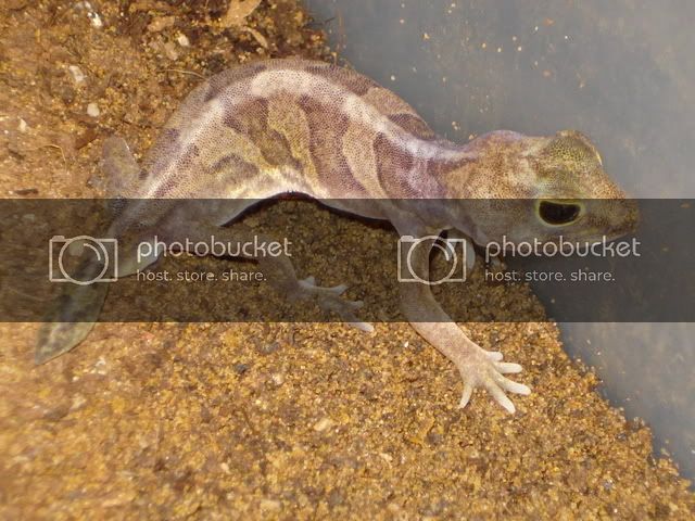 holodactylus027.jpg