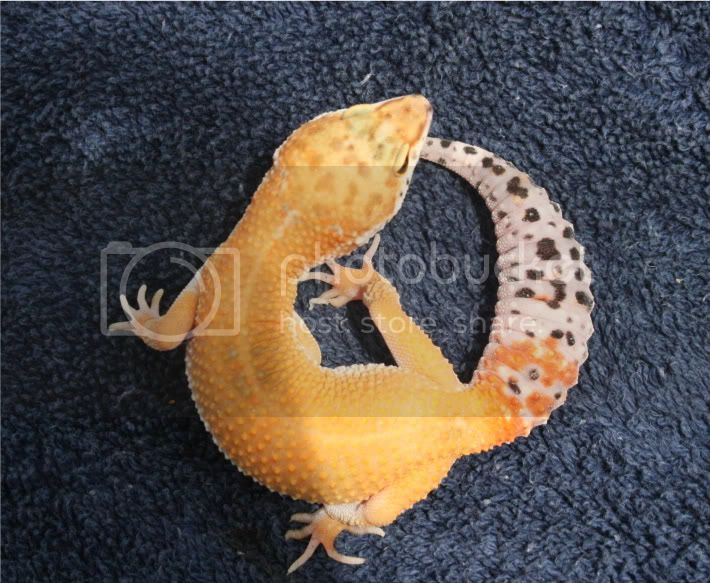 geckos066-1.jpg
