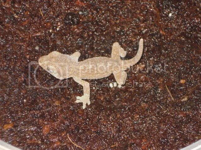 geckoniaenparoedura029.jpg