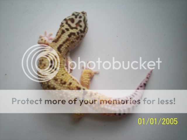 geckos014.jpg