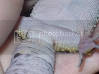 geckos056.jpg