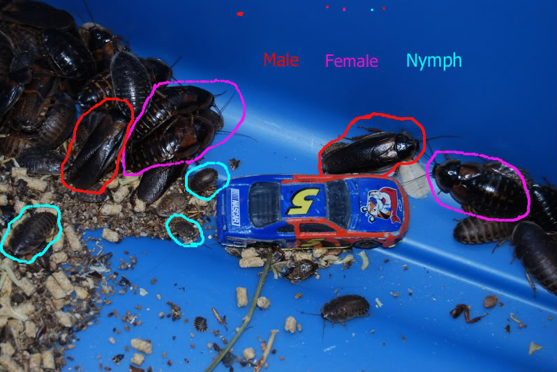 Roaches014.jpg