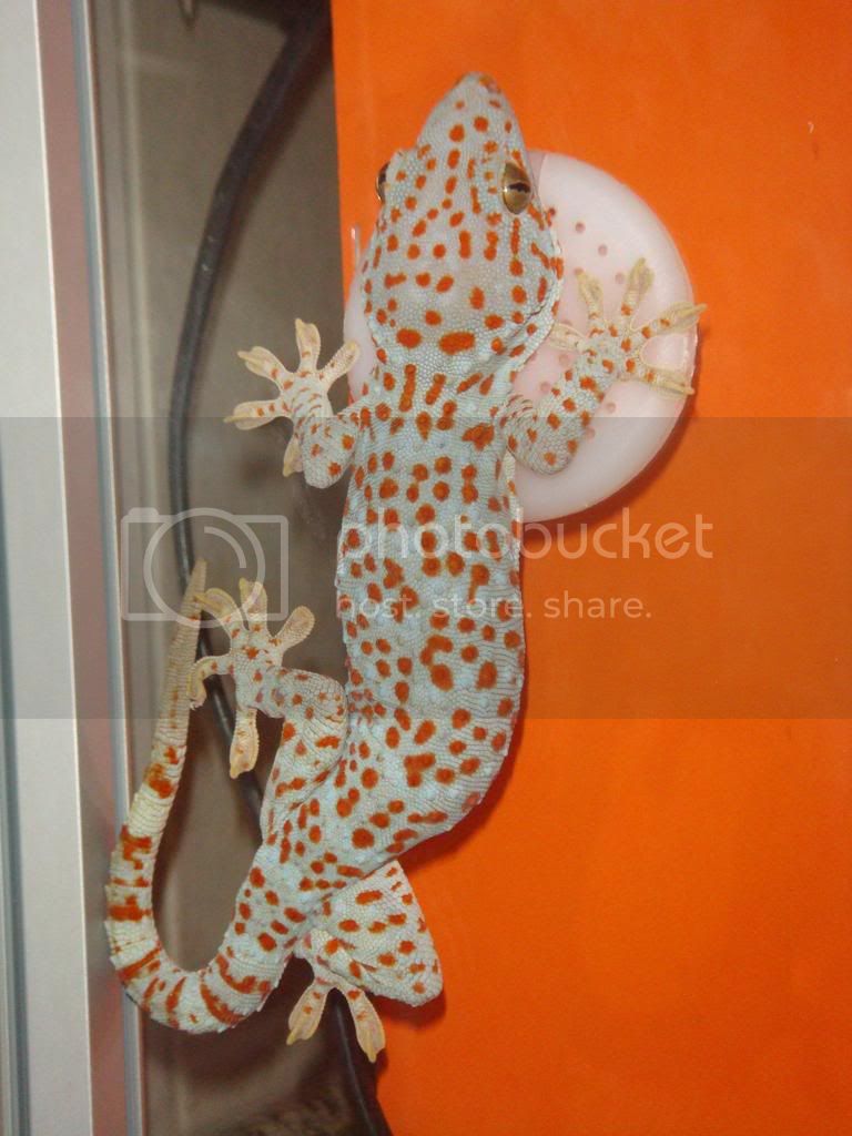 tokay.jpg