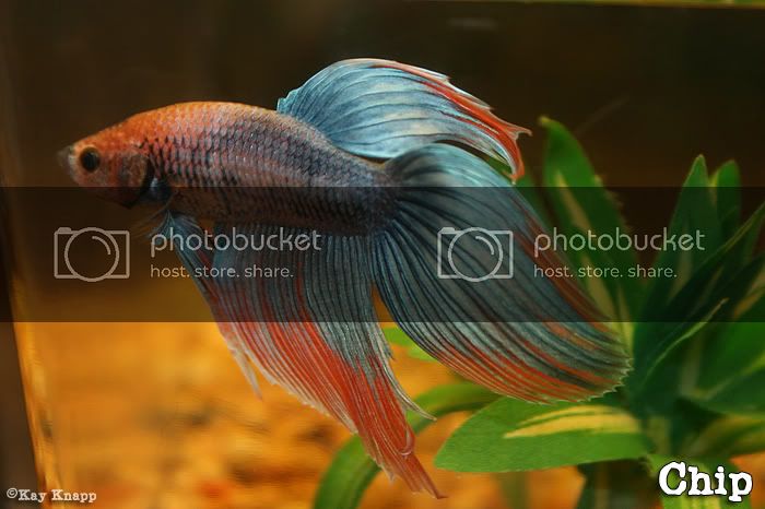 betta3-25-20082.jpg