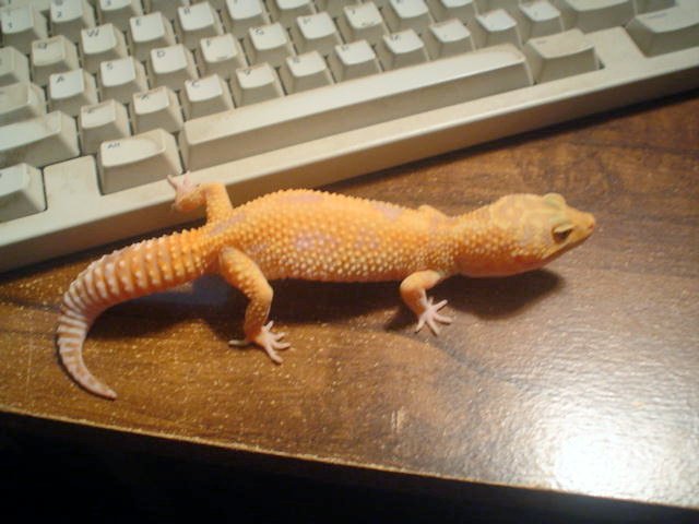 geckojimmy1.jpg