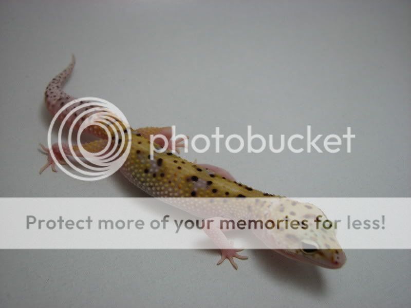 lightboxpics009.jpg